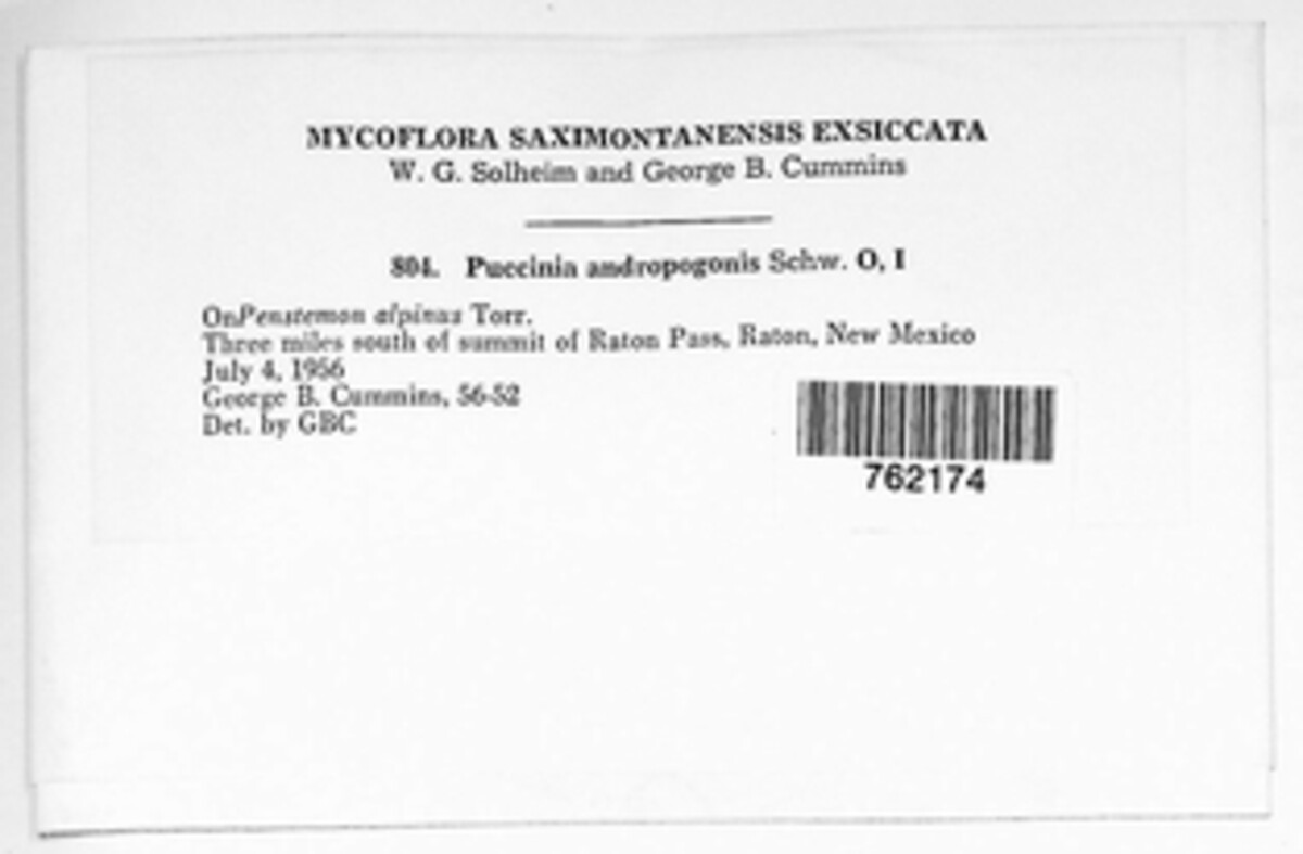 Puccinia andropogonis image